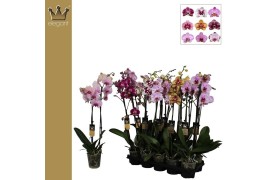 Phalaenopsis mix taiwan royal collection 2 tak mix