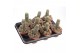 Cactus Chamaelobivia paolina 