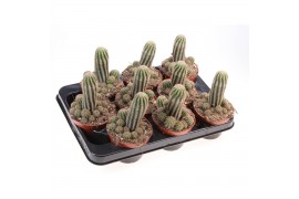 Cactus Chamaelobivia paolina