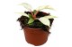 Philodendron snowdrift 