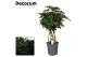 Schefflera arboricola compacta nora koker decorum 