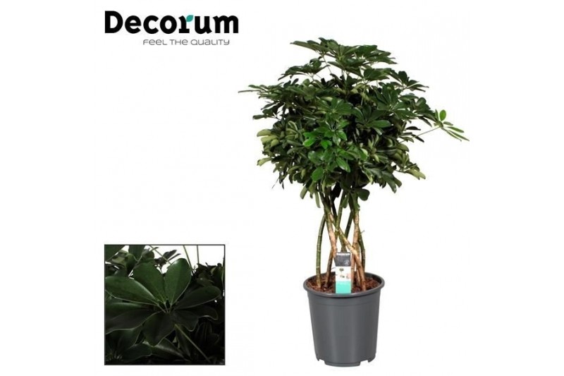 Schefflera arboricola compacta nora koker decorum 