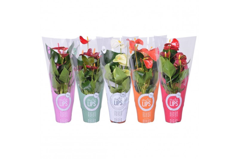 Anthurium andr. mix morelips in showhoes 