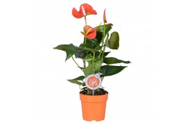 Anthurium andr. orange champion morelips