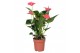 Anthurium andr. sweet dream morelips in showhoes 