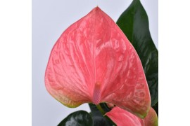 Anthurium andr. sweet dream just perfection xl flowers