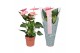 Anthurium andr. sweet dream just perfection xl flowers 