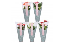 Anthurium andr. mix just perfection xl-flowers