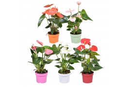 Anthurium andr. mix Just perfection® XL-Flowers mix