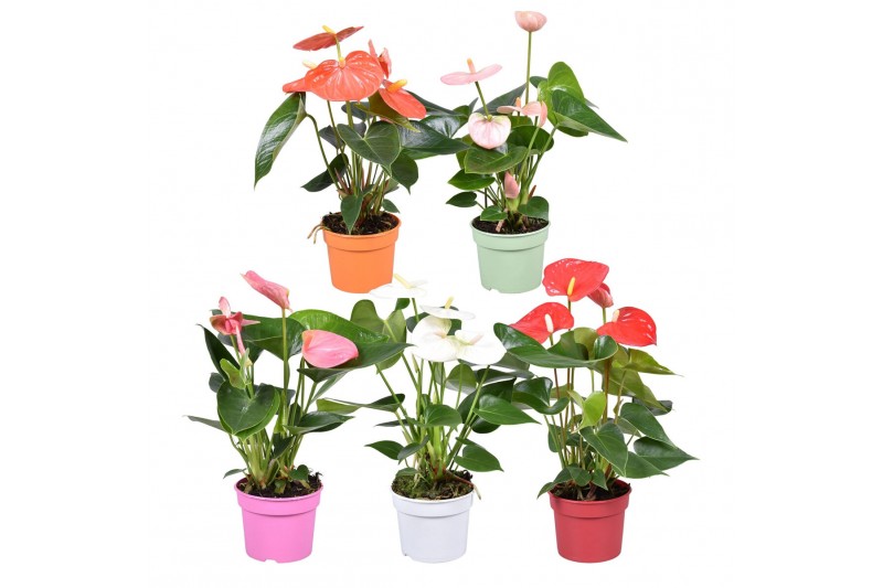 Anthurium andr. mix Just perfection® XL-Flowers mix 
