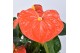 Anthurium andr. orange champion just perfection xl-flowers 