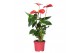 Anthurium andr. mix just perfection xl-flowers 