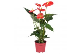 Anthurium andr. turenza Perfect Red® zwarte hoes