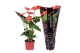 Anthurium andr. turenza Perfect Red® zwarte hoes 