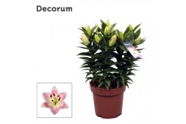 Lilium oriental souvenir Rascal decorum 5pp