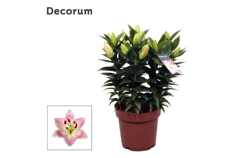 Lilium oriental souvenir Rascal decorum 5pp 