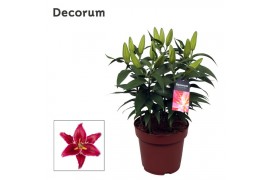 Lilium oriental magny cours donkerrood decorum