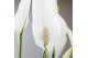 Spathiphyllum bellini Pascalle Keramiek - Luxury World 