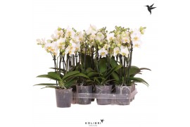 Phalaenopsis multiflora wit 3 tak no label kolibri orchids