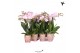 Phalaenopsis multiflora roze 3 tak kolibri orchids 