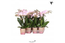 Phalaenopsis multiflora roze 3 tak kolibri orchids