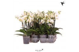 Phalaenopsis multiflora wit 3 tak + etiket kolibri orchids