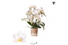 Phalaenopsis multiflora wit 4 tak liberty kolibri orchids