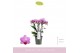 Phalaenopsis multiflora boquetto delight 3-5 tak 