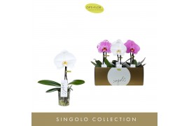 Phalaenopsis mix 1 tak Singolo Mix