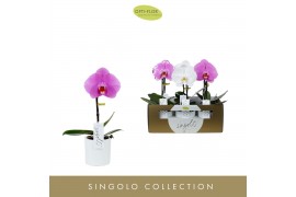 Phalaenopsis mix 1 tak Singolo Mix in White Toscane