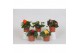 Begonia tuberhybrida mix diverse kleuren 