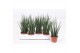 Sansevieria fernwood mikado 