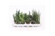 Sansevieria cylindrica luxe mix 