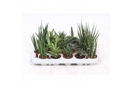 Sansevieria cylindrica luxe mix