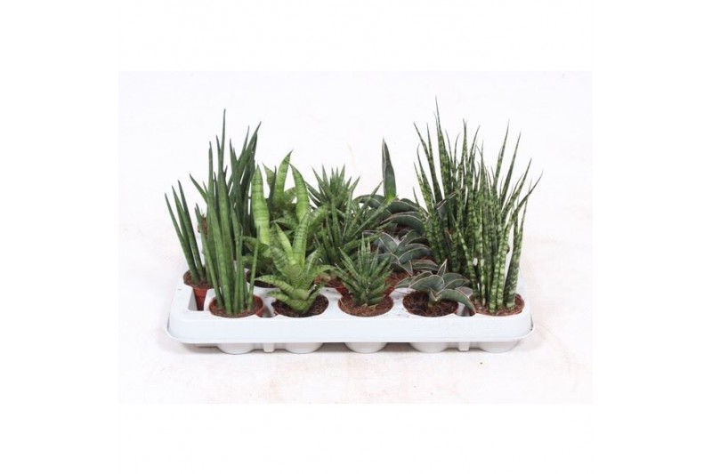 Sansevieria cylindrica luxe mix 