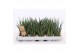 Sansevieria cylindrica luxe mix 