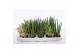 Sansevieria cylindrica luxe mix 