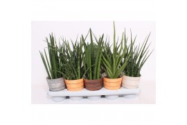 Sansevieria cylindrica Sansevieria Luxe mix in Rough & Tough cup
