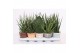 Sansevieria cylindrica Sansevieria Luxe mix in Rough & Tough cup 