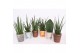 Sansevieria cylindrica Sansevieria Luxe mix in Rough & Tough cup 