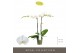 Phalaenopsis wit Maistro Chopin 2 spike 50cm 