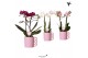 Phalaenopsis multiflora love 2 tak in happy mug pink kolibri orchids 