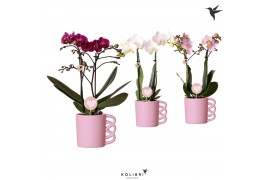 Phalaenopsis multiflora love 2 tak in happy mug pink kolibri orchids