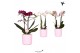 Phalaenopsis multiflora love 2 tak in simplicity pink kolibri orchids 