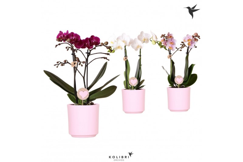 Phalaenopsis multiflora love 2 tak in simplicity pink kolibri orchids 