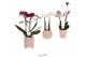 Phalaenopsis multiflora love 2 tak in desert pot pink kolibri orchids 