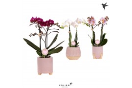 Phalaenopsis multiflora love 2 tak in desert pot pink kolibri orchids