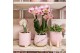 Phalaenopsis multiflora love 2 tak in desert pot pink kolibri orchids 