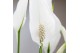 Spathiphyllum chopin Liam Keramiek - White 