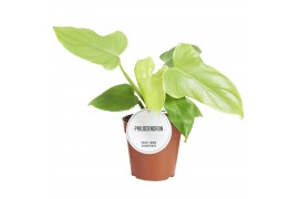 Philodendron golden violin